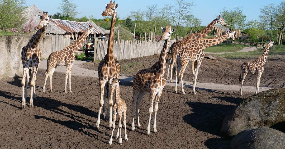 Giraffejong Zet Eerste Stappen Op Savanne Wildlands Wildlands