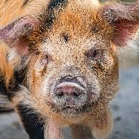 Kune kune varken