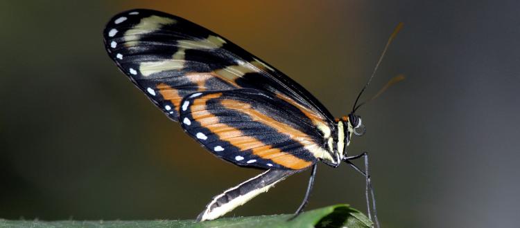 Image of Tropische vlinders