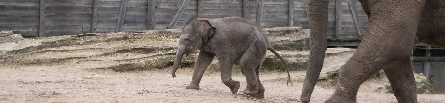 Banner donatie olifant